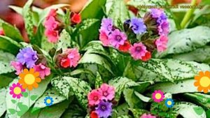 Медуница гибридная Сильвер Букет. Краткий обзор, описание pulmonaria hybridum Silver Bouquet