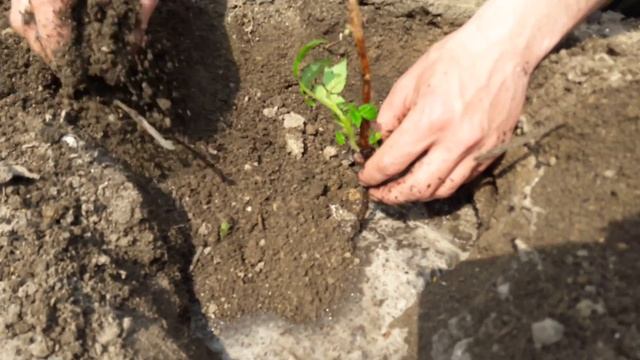 Садим малину утренняя роса, ляшка и феникс