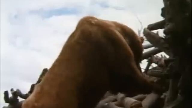 Собака атакует медведя защищая хозяина смотреть онлайн