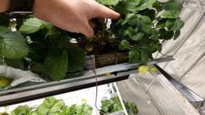 КЛУБНИКА НА МИНЕРАЛЬНОЙ ВАТЕ - ПЛЮСЫ И МИНУСЫ СПУСТЯ 2,5 МЕСЯЦА // ПРОДАЖА ЯГОДЫ