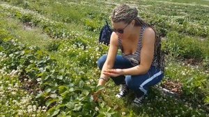 Клубничная ферма в Лаппеенранте/финляндия/сбор клубники