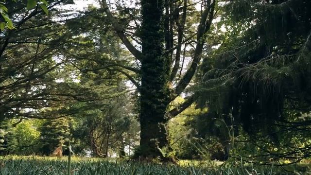 Джозеф Мерфи. МЕНТАЛЬНЫЕ БЛОКИ. Как избавиться от вредных привычек. смотреть онлайн