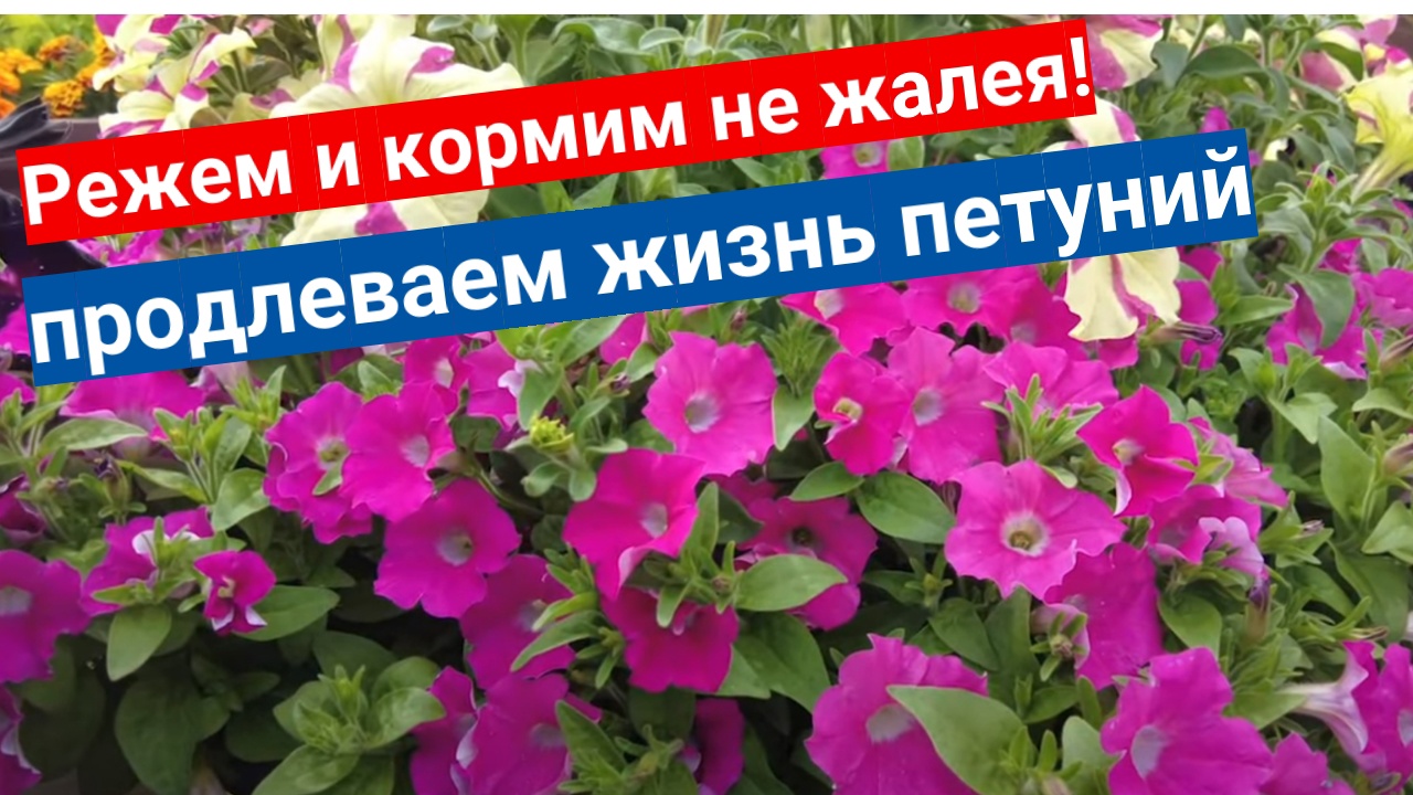 Чем подкормить петунии после обрезки в июле. Петуния айс Квин. Стрижка петунии. Подкормка петунии. Подстричь петунии.