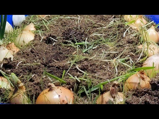 Пропололи огород, первый зелёный урожай