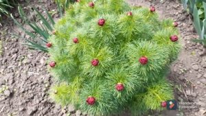 ЗАЦВЕТАЕТ ВОРОНЕЦ или ТОНКОЛИСТНЫЙ ПИОН 2021 год