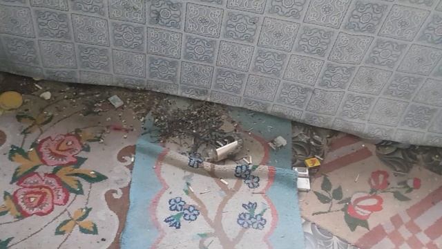Голуби на балконе. Полный цикл разработки голубей от яйца до летающего прототипа