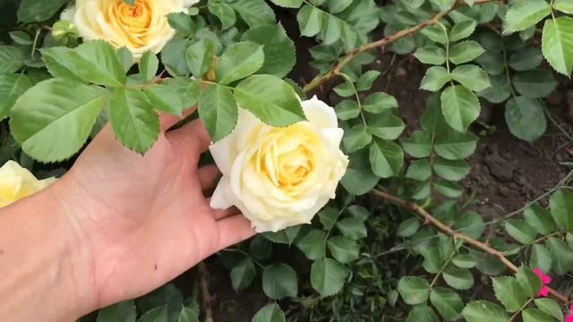 Красивые розы. Роза Надя Меяндекор (начало цветения, 3 зона) смотреть онлайн