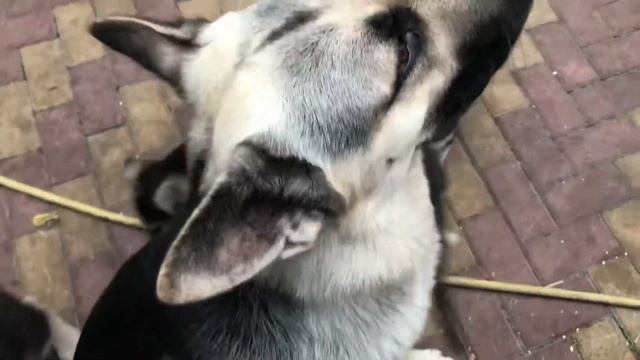 2 месяца. Утро. Щенки Восточноевропейской овчарки ищут своего Человека. смотреть онлайн