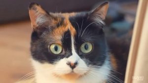 Котик Куки.Обработка.С канала Сливки Шоу./Разные животные/Кошки