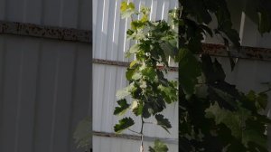 Как ускорить вызревание лозы винограда