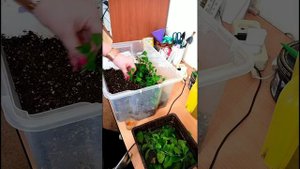 Черенкование фейхоа