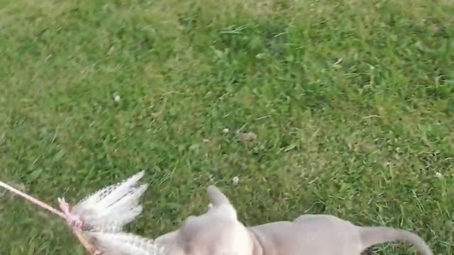 Kurzhaar Weimaraner Welpen 17 juni 2013 смотреть онлайн