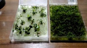 анубиас и яванский мох выращивание Anubias nana Java Moss