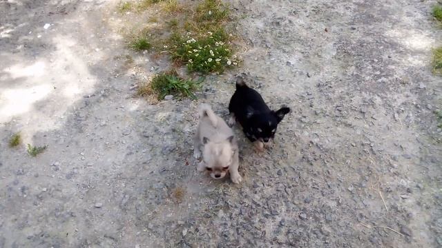 мини чихуа женски смотреть онлайн