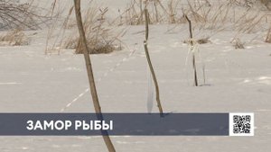 На озере Каракуль в Нижнекамском районе начала гибнуть рыба