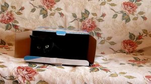 Кот в коробке