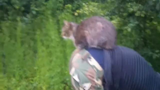 Кот-хозяин смотреть онлайн