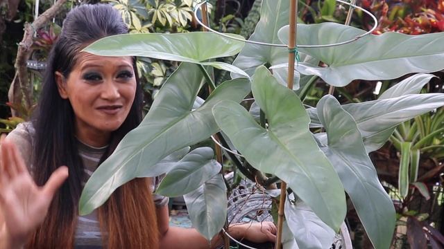 All About Philodendron Silver Sword  / hestatum - EZ Care & Guide , Tropical Foliage Plant, Aroids