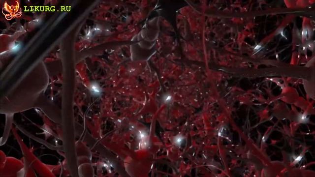 Черемша польза и вред, Дикий чеснок, Медвежий лук. смотреть онлайн