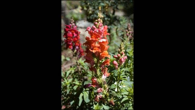 антирринум цветы смотреть онлайн