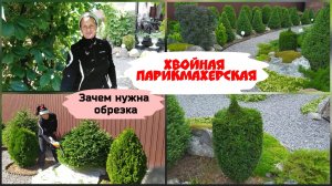 Хвойная парикмахерская.Зачем нужна обрезка ( август 2022 г.)