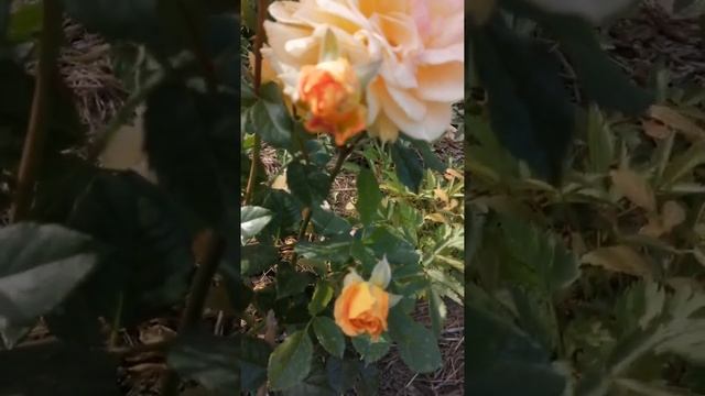 Роза Goldelse смотреть онлайн