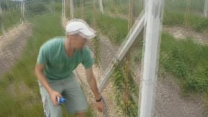 Многолетний капельный полив. Установка системы капельного полива. Часть 2