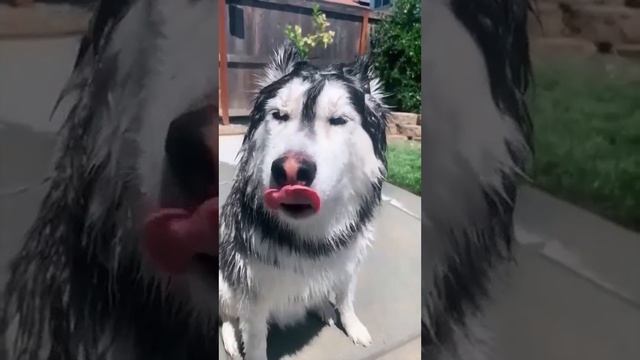 Угарные видео с животными ??