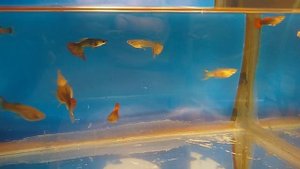 скрещивание гуппи разных видов, обеденный отчёт о проделанном.