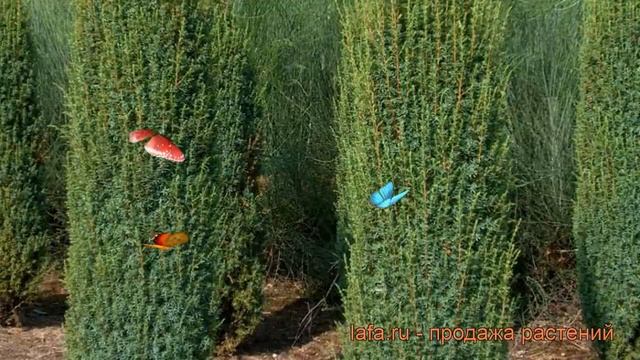 Можжевельник обыкновенный Хиберника (hibernica) ? обзор: как сажать, саженцы можжевельника Хиберник смотреть онлайн