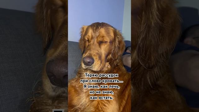 Хочу спать #goldenretriever #животное #animals #dog #собака #