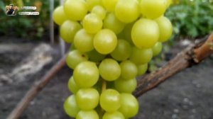 Виноград Кишмиш Золотце. С мускатно - цитрусовыми тонами. Очень урожайная форма.