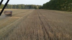 Молотим пшеницу на прямую!