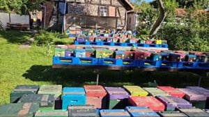 Горный облетник бакфаста Лаутенталь и Виппра. 
Бакфаст от Вальдемара Коха