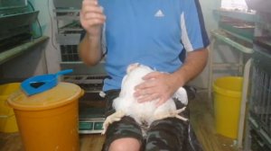 Бройлеры падают на лапы. Ничего, я подниму.