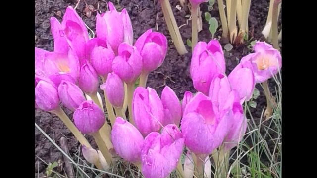 А Ахматова  Памяти друга #стихиовойне #поэтыСеребряноговека #поэты20века