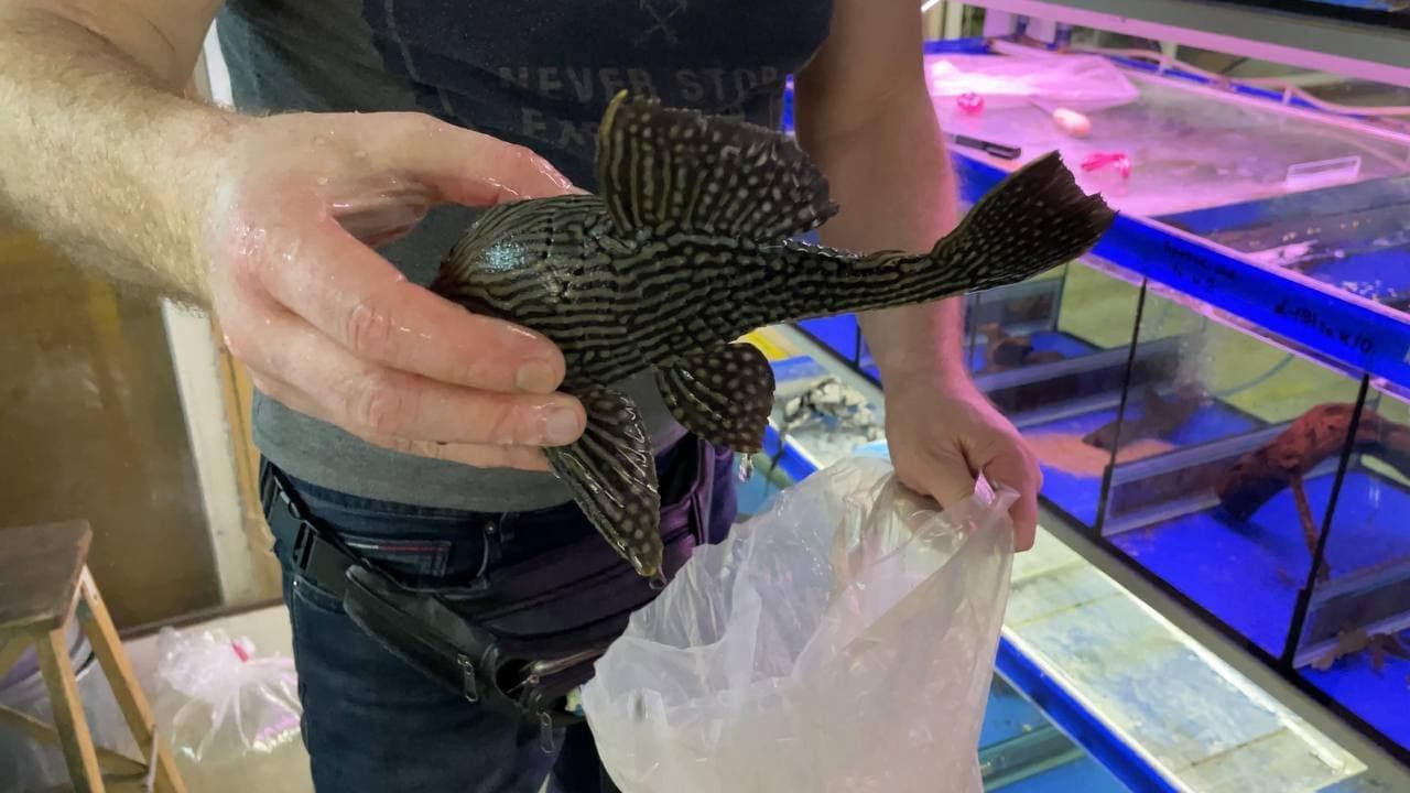 Птичий Рынок 2021 / Поставка из Колумбии / Аквариумистика Mos-fish.ru / Часть 2.