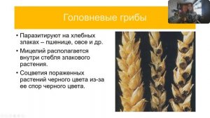 Паразитические грибы. Спорынья, Головня, Ржавчина, Мучнистая роса