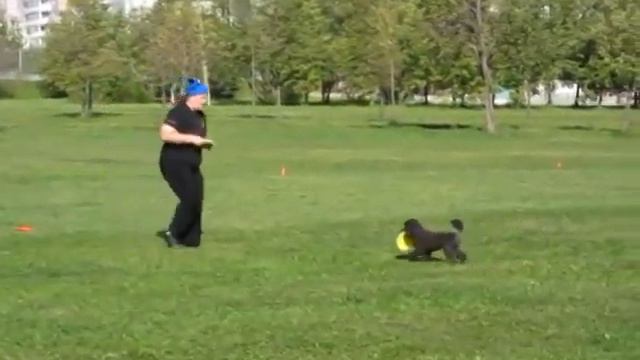 Малихина Ирина и миниатюрный пудель Флаинг Флай смотреть онлайн