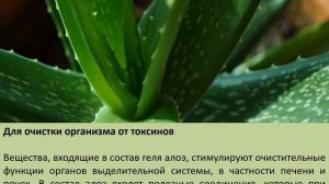 Растение-целитель: 7 полезных свойств алоэ вера