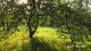 Детский оздоровительный лагерь "Восток". 2020г.