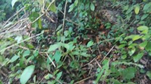 Амазонка. День 17 - Опять змея / Сибиряк на каноэ [Subtitle] @Got1Try