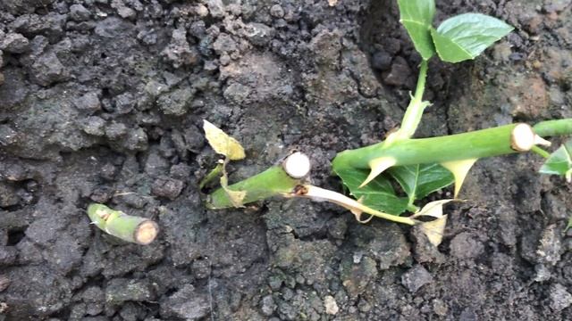 19 июля. Черенкование роз летом. Продолжение. Прошёл месяц. смотреть онлайн