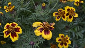 Леди - Суровый мальчишка