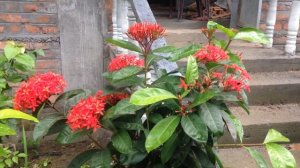 Ixora flower blooming...