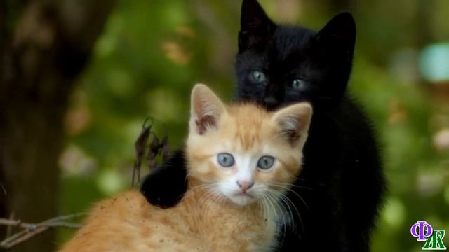 Сатана 14 «За мной, смелее!» – Сатана решил, что пора выводить котят в мир и повёл их в лес