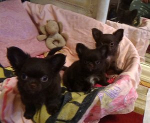 Банда чихуахуа. Вечерняя разминка.