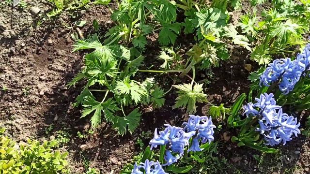 Весеннее пробуждение смотреть онлайн