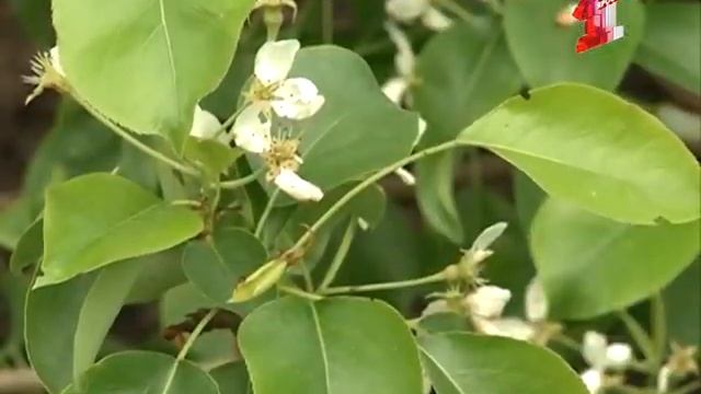 Утро на грядках: Как в Ярославле вырастить краснодарские груши смотреть онлайн