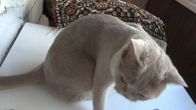 Лайфхаки для котов и кошек смотреть онлайн